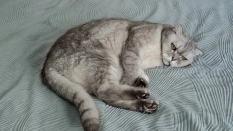 Cat resting on a soft blanket in a home setting during a quiet afternoon. It  Stockbeeldmateriaal 336670895