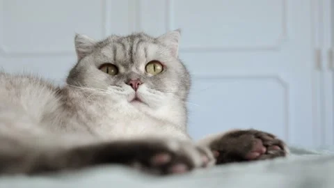 Cat resting on a soft blanket in a home setting during a quiet afternoon. It  Stockbeeldmateriaal 336670905