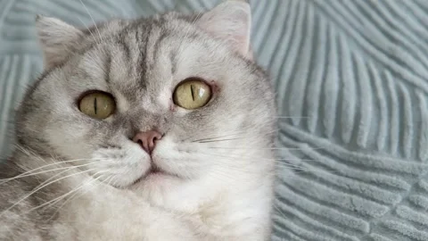Cat resting on a soft blanket in a home setting during a quiet afternoon. It  Stockbeeldmateriaal 336670912