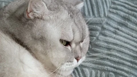 Cat resting on a soft blanket in a home setting during a quiet afternoon. It  Stockbeeldmateriaal 336670913