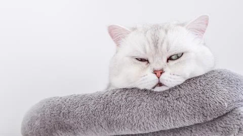 Cat resting on soft blanket, showcasing shedding fur and relaxed demeanor Stock Photos