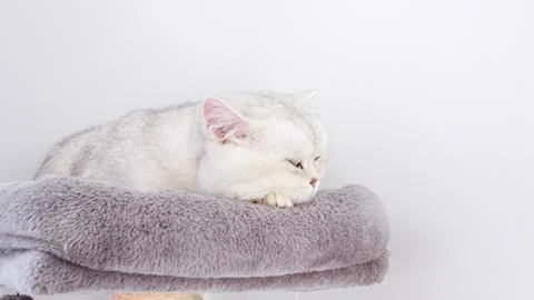 Cat resting on soft blanket, showcasing shedding fur against a minimalist Stock Photos