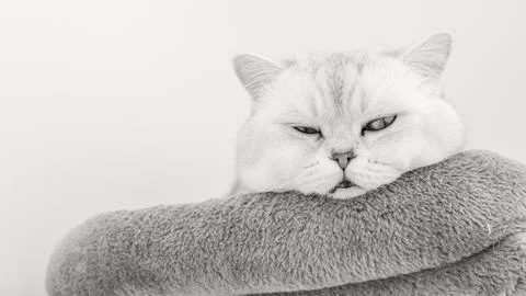 Cat resting on soft blanket, showcasing shedding fur and relaxed demeanor, toned Stock Photos