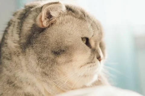 Cat resting on soft surface in  bright room during daytime with sunlight shin Stock Photos
