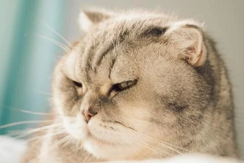 Cat resting on soft surface in  bright room during daytime with sunlight shin Stock Photos