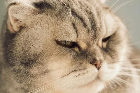 Cat resting on soft surface in  bright room during daytime with sunlight shin Stock Photos