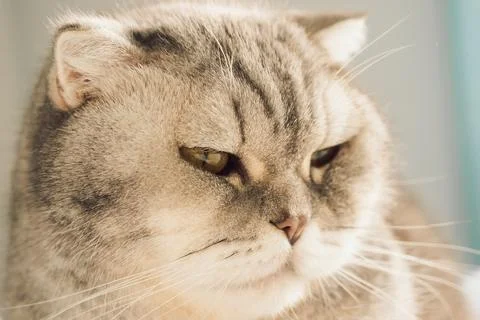 Cat resting on soft surface in  bright room during daytime with sunlight shin Stock Photos