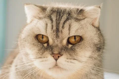Cat resting on soft surface in  bright room during daytime with sunlight shin Stock Photos