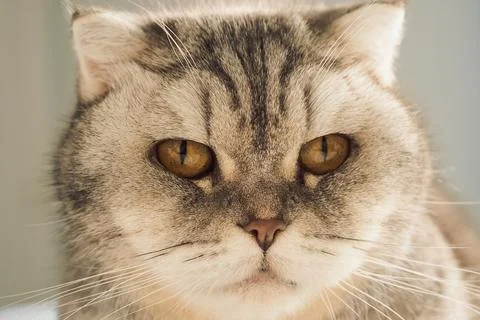 Cat resting on soft surface in  bright room during daytime with sunlight shin Stock Photos
