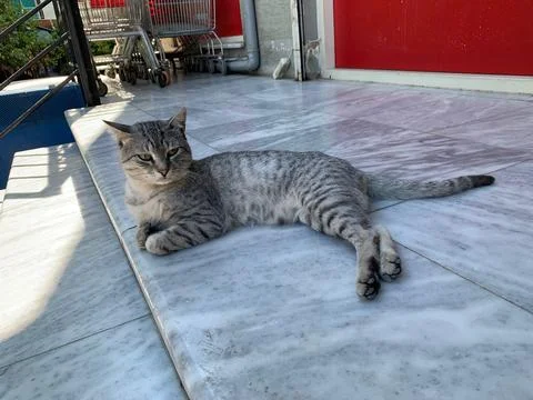 Cat resting on steps of supermarket Stock Photos