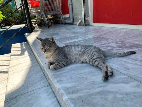 Cat resting on steps of supermarket Stock Photos