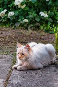 A cat is resting on a stone path in a garden. Green plants and white flowers  Stock Photos