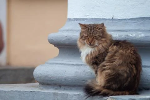 Cat resting on stone steps Stock Photos