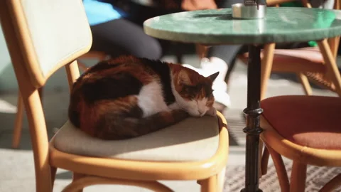 A cat is resting in a street cafe Video stock 233285887