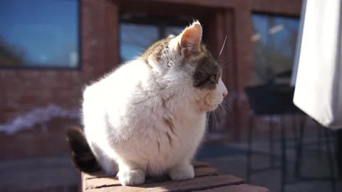 Cat resting in the sun on the balcony Stock Footage 170921709