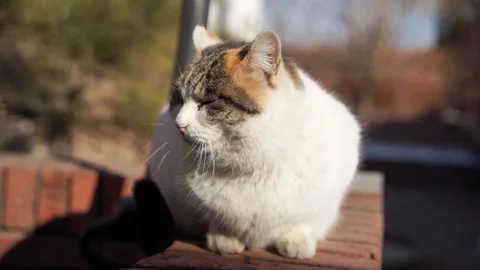 Cat resting in the sun on the balcony Stock Footage 170921750