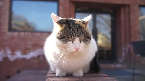 Cat resting in the sun on the balcony 库存影片 170921753
