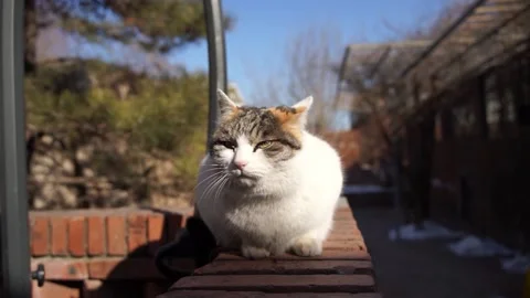 Cat resting in the sun on the balcony Stock Footage 171270790