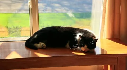 Cat resting in the sun Stock-Footage 10869266