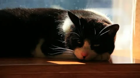 Cat resting in the sun Stock Footage 10869275