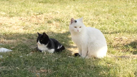 Cat resting in the sun on the lawn Stock Footage 262948901