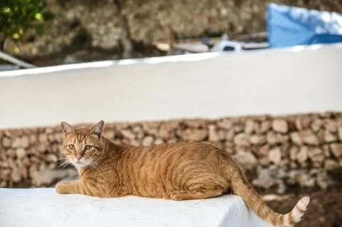 Cat resting in the sun Stock Photos