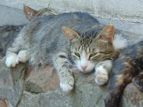 Cat resting on the sun Stock Photos
