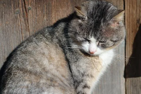 The cat is resting in the sun Stock Photos