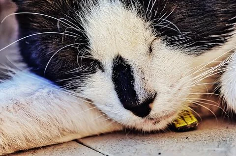 The cat resting in the sun Foto stock