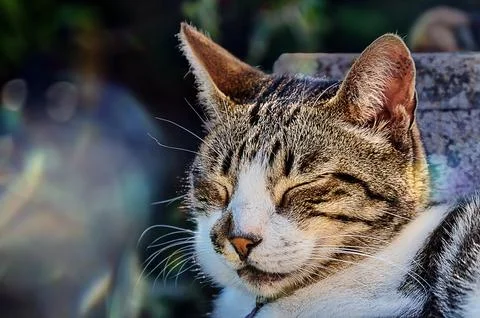 The cat resting in the sun Stock Photos