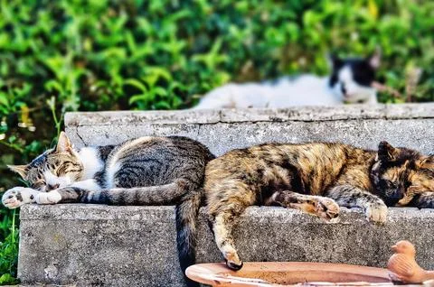 The cat resting in the sun Foto stock