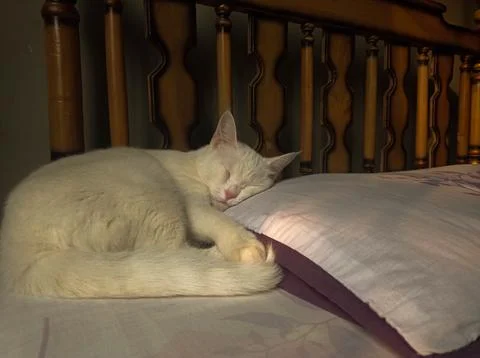 Cat resting in sunlight Stock Photos