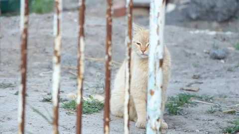 The cat is resting on a sunny day Stock Footage 107746658
