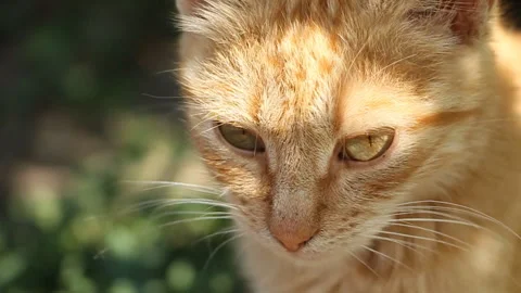 Cat resting on a sunny day Stock Footage 111345253