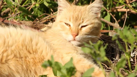 Cat resting on a sunny day Stock Footage 111468349