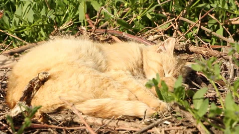 Cat resting on a sunny day Stock Footage 111471230