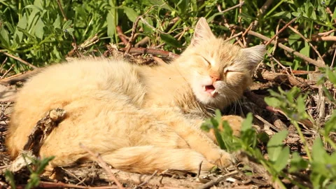 Cat resting on a sunny day Stock Footage 111474370