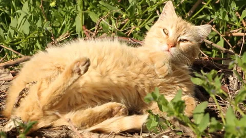 Cat resting on a sunny day Stock Footage 111476915
