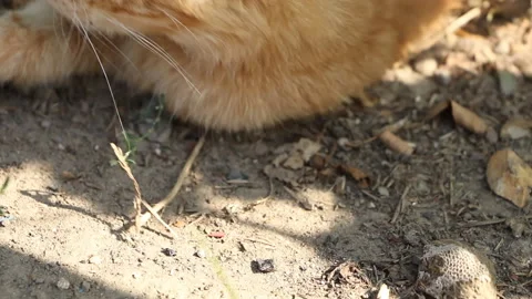 Cat resting on a sunny day Stock Footage 111571855