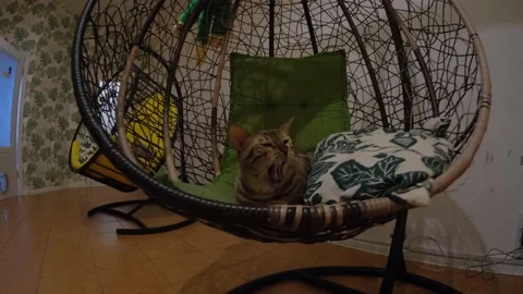 A cat resting in a swing chair Video stock 199845771