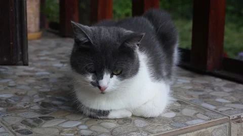 The cat is resting on the threshold of the house Stock Footage 237241719