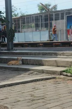 Cat Resting on Train Station Platform Stock Photos