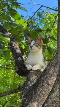 Cat resting on a tree branch Stock Photos