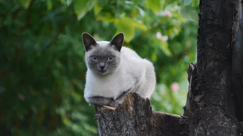 Cat Resting On A Tree Stump Stock Footage 31917687