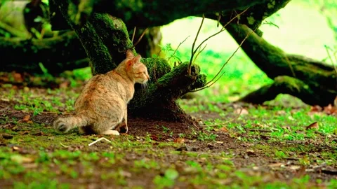Cat resting under arching forest roots Stock Footage 333499263