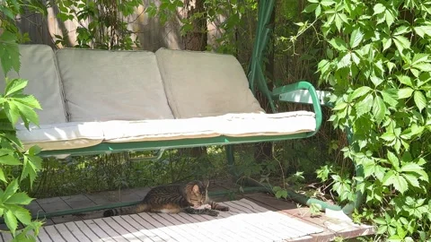 Cat Resting Under Garden Swing in Cozy Grapevine Pergola Vídeos de archivo 336600714