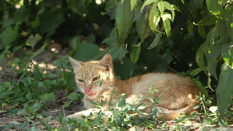Cat resting under a green tree on a sunny day Stock Footage 108502856