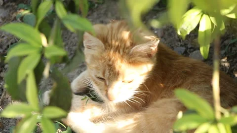 Cat resting under a green tree on a sunny day Stock Footage 108506187