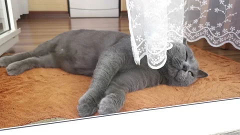 Cat, resting under the lacy white tulle curtain, plays with the curtain Stock Footage 213967141