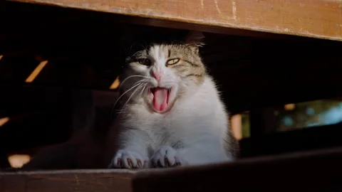 Cat resting under wooden structure in sunligh Video stock 327304137